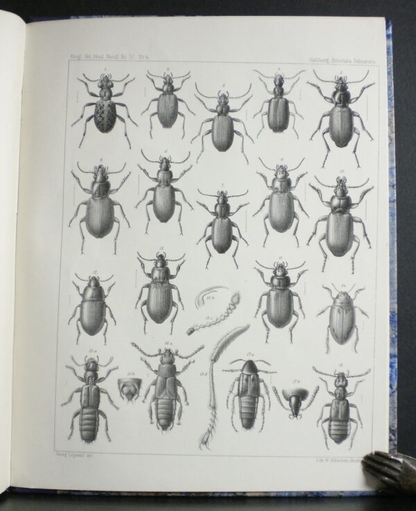 SAHLBERG JOHN Bidrag till nordvestra Sibiriens insektfauna, Hemiptera heteroptera insamlade under expeditionerna till Obi och Jenesej 1876 och 1877