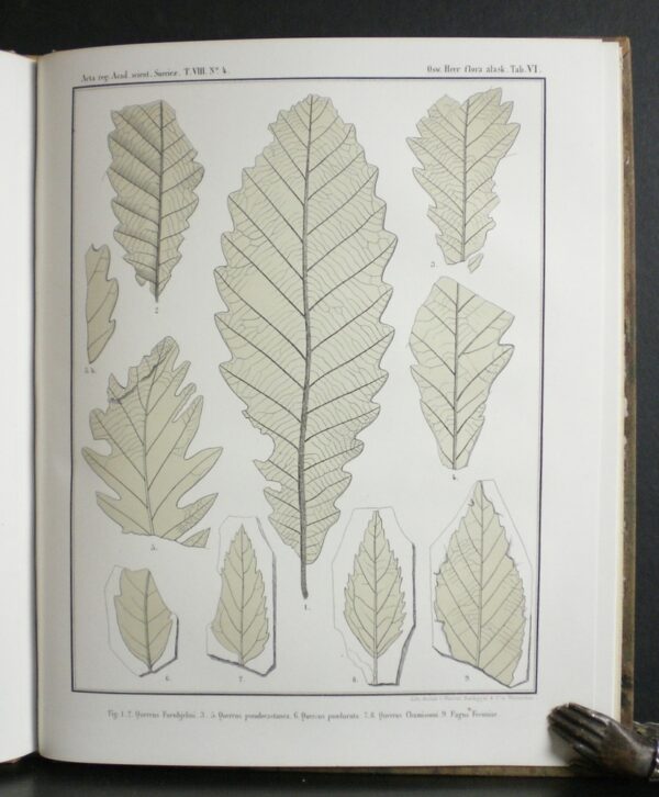 HEER OSWALD Flora fossilis Alaskana. Fossile flora von Alaska (1869)