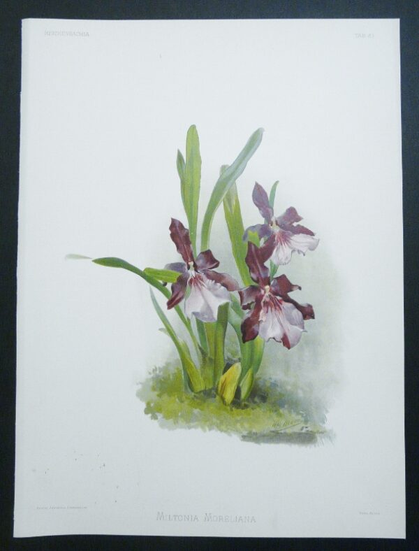 Sander Reichenbachia Orchid Print Miltonia Moreliana