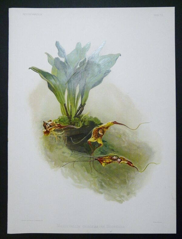 Sander Reichenbachia Orchid Print Masdevallia chimaera var. Mooreana