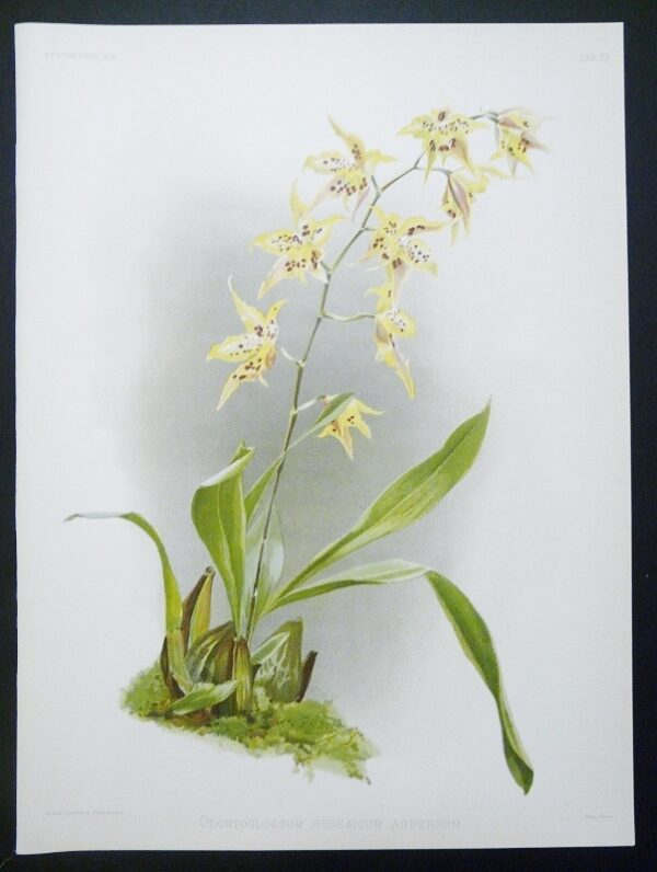 Sander: Reichenbachia - Odontoglossum Hebraicum Aspersum