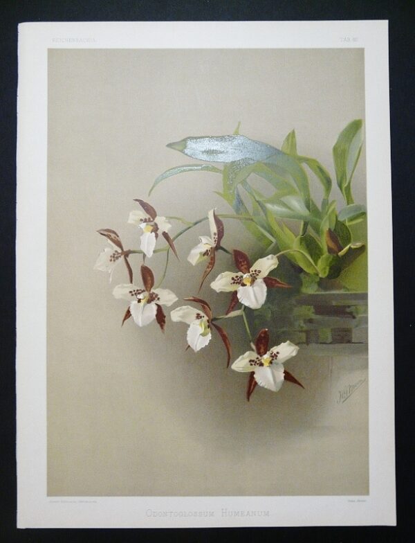 Sander Reichenbachia Orchid Print Odontoglossum Humanum