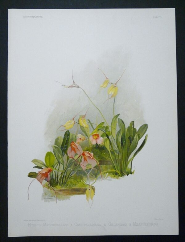 Sander: Reichenbachia - Hybrid Masdevallias 1 Courtauldiana 2 Geleniana 3 Measuresiana