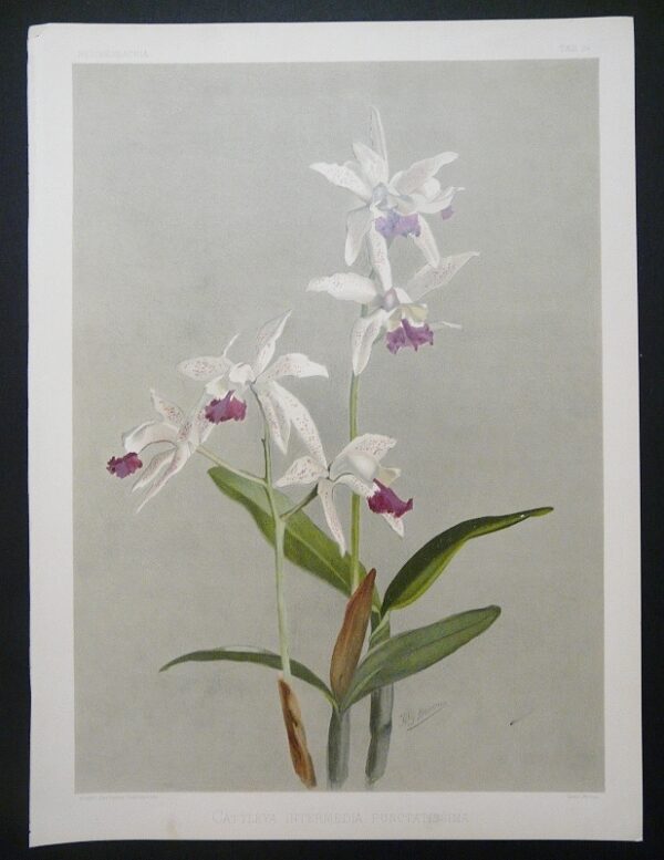 Sander Reichenbachia Orchid Print Cattleya Intermedia Punctatissima