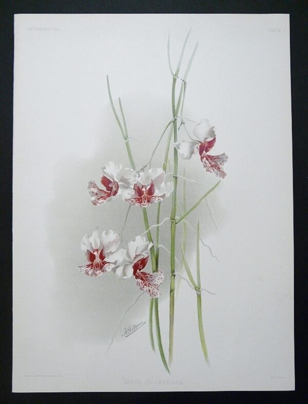 Sander Reichenbachia Orchid Print vanda Hookeriana