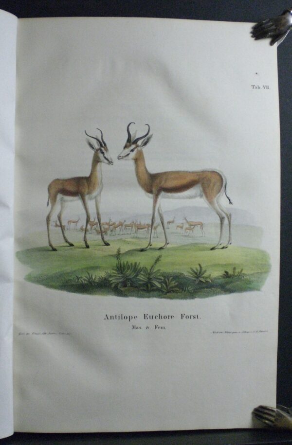 Lichtenstein, Martin Hinrich Carl: Darstellung neuer oder wenig bekannter Säugethiere in Abbildungen und Beschreibungen von funf und sechzig Arten auf funfzig colorirten Steindruckstafeln nach den Originalen des Zoologischen Museum der Universität zu Berlin - Old and Rare