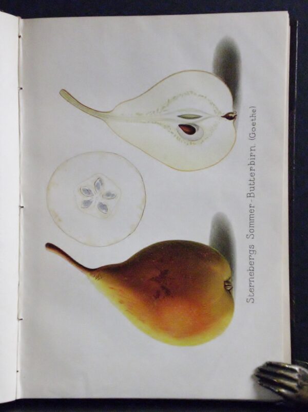 Pomologische Monatshefte (1898)