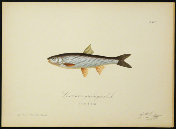 Gösta Sundman Leuciscus grislagine L.
