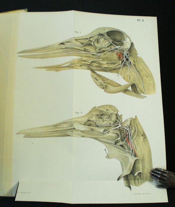 E. J. BONSDORFF Symbolae ad anatomiam comparatam nervorum animalium vertebratorum (1850)