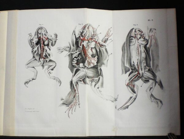 E. J. BONSDORFF Bidrag till blodkärlsystemets jemförande anatomie (1847)