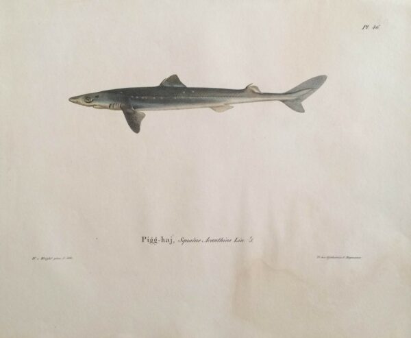 von Wright, W.: Pigg-haj, Squalus Acanthias Lin.