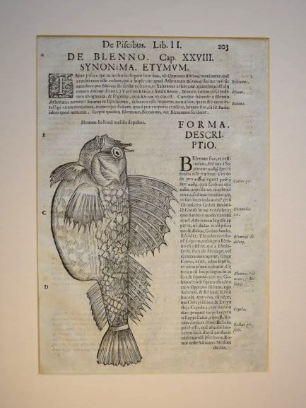 Ulisse Aldrovandi fish print of the Blenny fish (Blennus bellonii). Antique 1638 woodcut. Minimalist black and white fish illustration. Aldrovandin Luikerokala-puupiirros. Slemfisk träsnitt av Aldrovandi.