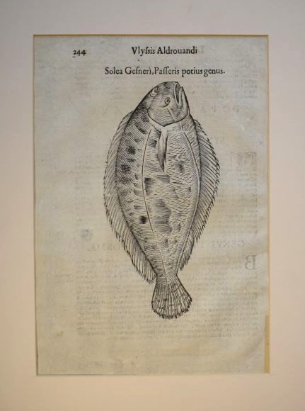 Ulisse Aldrovandi fish print of the Sole (Solea gesneri). Antique 1638 woodcut . Minimalist black and white fish illustration. Aldrovandin Meriantura-puupiirros. Sjötunga träsnitt av Aldrovandi.