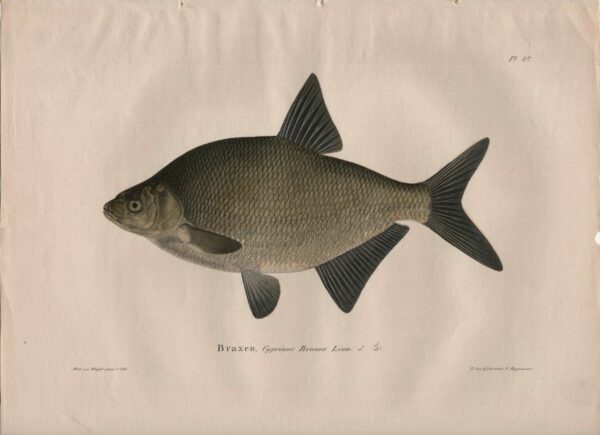 Wilhelm von Wright Braxen, Cyprinus Brama Linn.