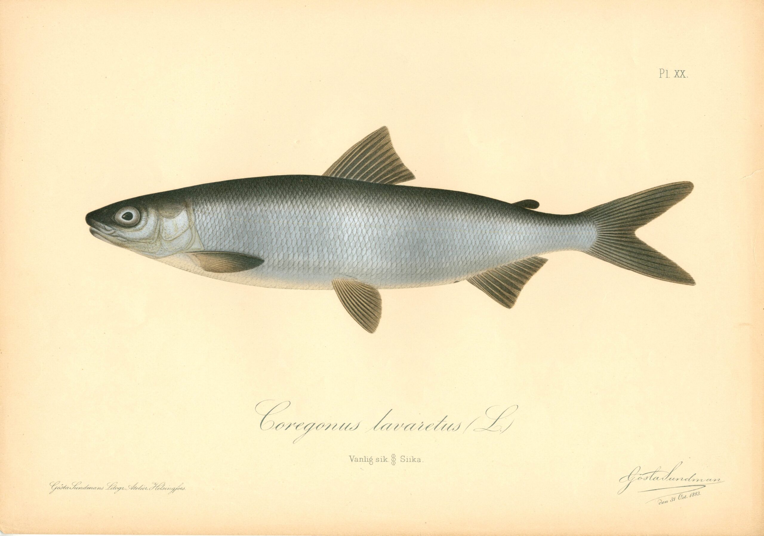 Sundman fish illustration, Whitefish (Coregonus lavaretus L.), from The Fishes of Finland. Sundmanin kalakuva, Siika. Suomen kalat. Sundmans fiskplanch, Sik. Finlands fiskar.