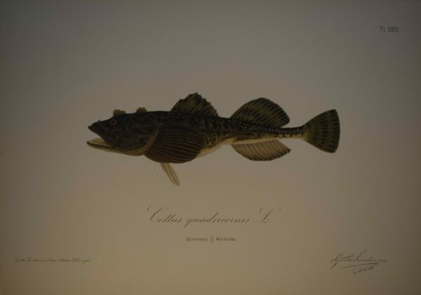 Gösta Sundman Cottus quadricornis - Hornsimpa - Merihärkä