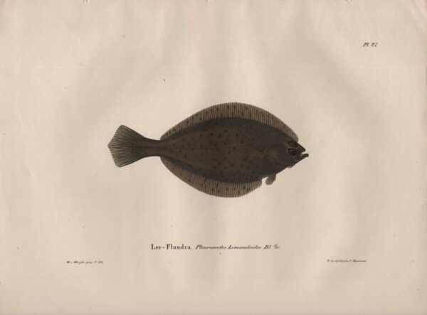 Wilhelm von Wright Ler-Flundra, Pleuronectus Limandoides