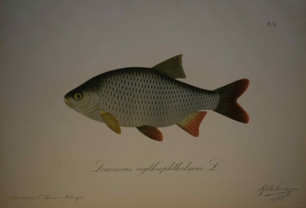 Gösta Sundman Leuciscus erythrophtalmus