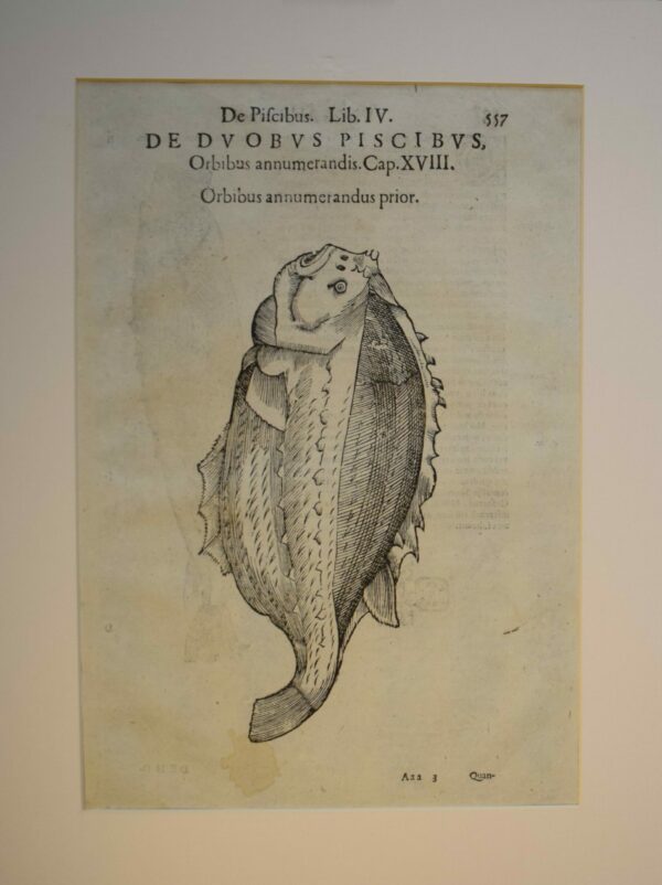 Ulisse Aldrovandi Orbibus annumerandis fish print 1638