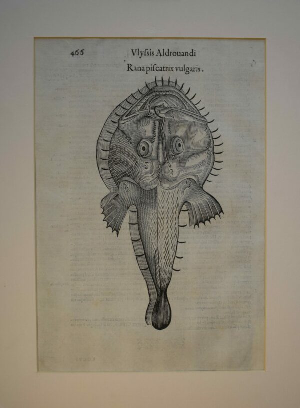 Ulisse Aldrovandi Rana piscatrix vulgaris - Anglerfish print 1638