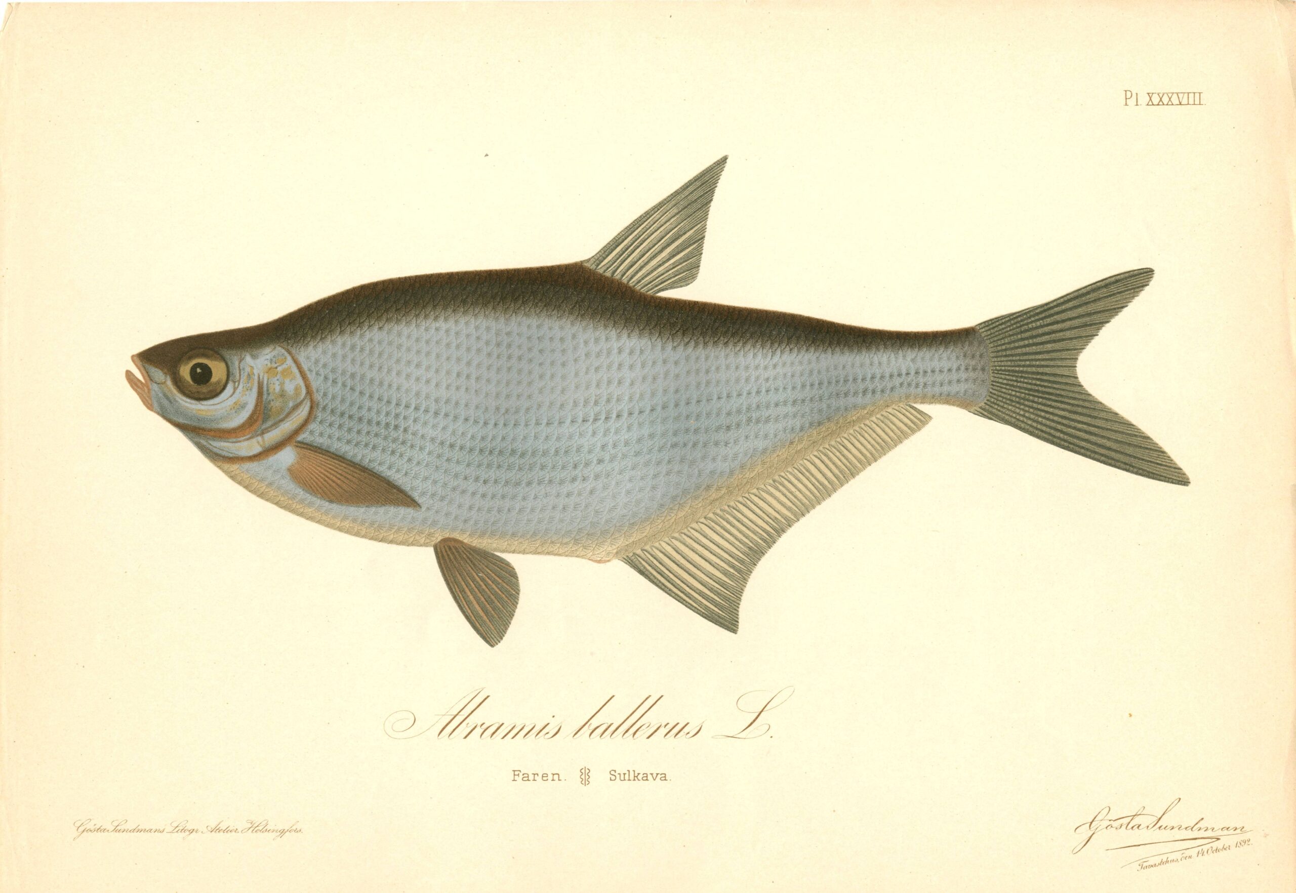 Gösta Sundman fish print, Ballerus ballerus (Abramis ballerus L.), from The Fishes of Finland. Sundmanin kalakuva, Sulkava. Suomen kalat. Sundmans fiskplanch, Faren. Finlands fiskar.