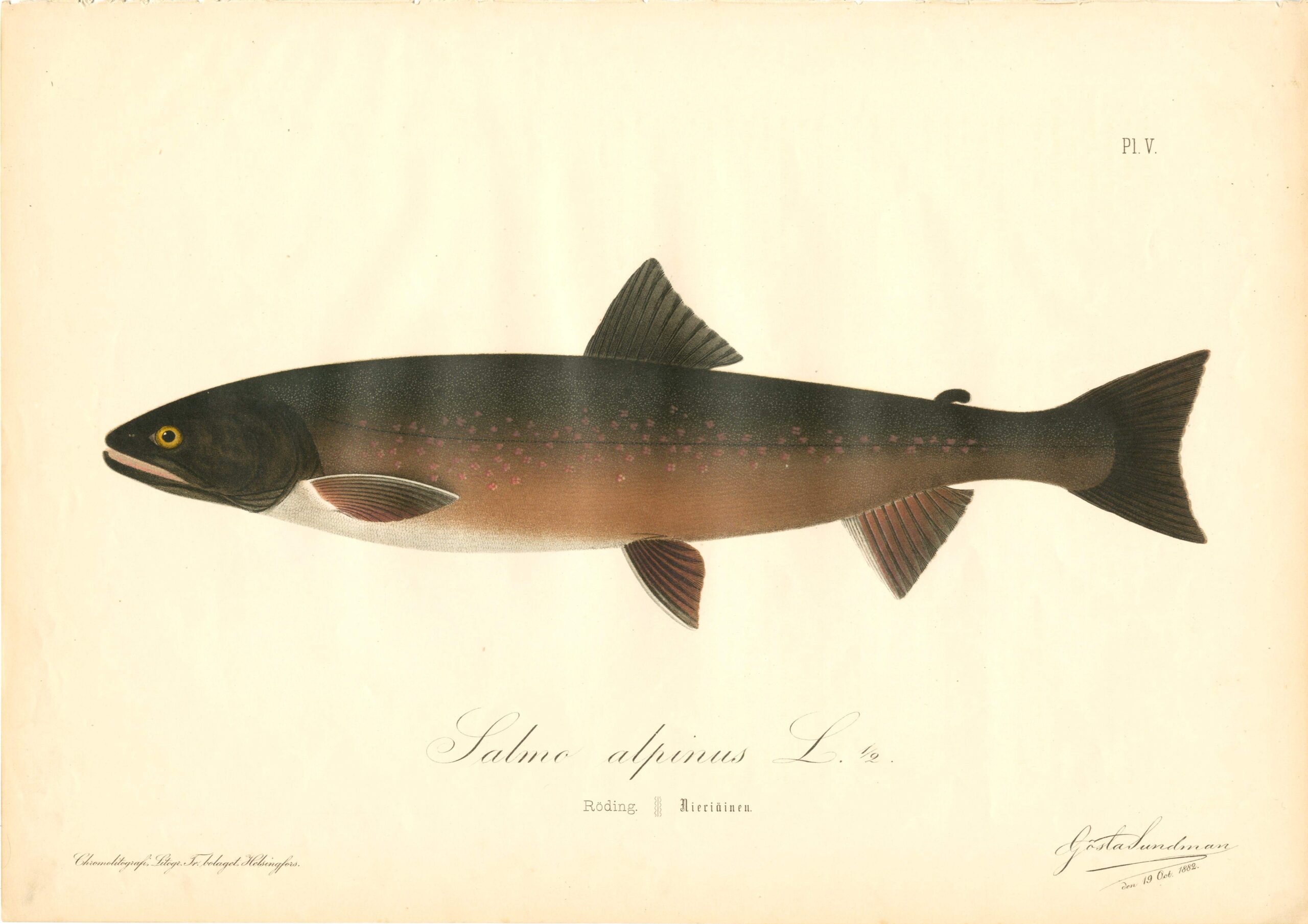 Sundman fish illustration, Arctic char (Salmo alpinus L), from The Fishes of Finland. Sundmanin kalakuva, Nieriä. Suomen kalat. Sundmans fiskplanch, Röding. Finlands fiskar.