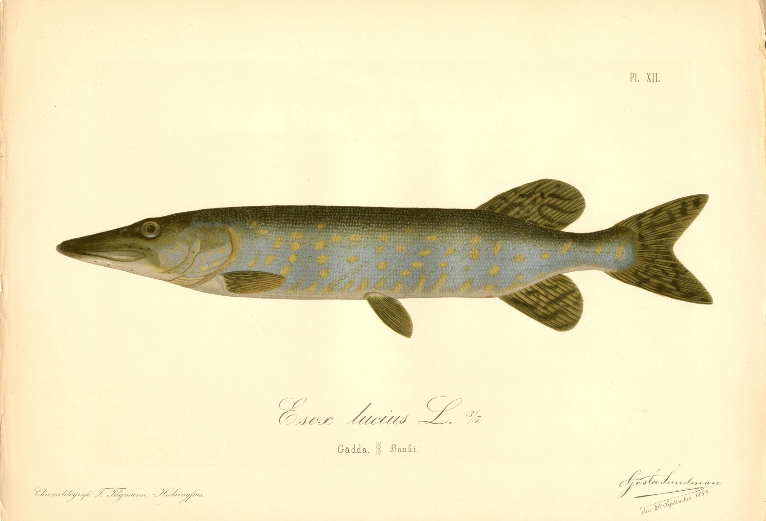 Sundman fish illustration, Pike (Esox lucius), from The Fishes of Finland. Sundmanin kalakuva, Hauki. Suomen kalat. Sundmans fiskplanch, Gädda. Finlands fiskar.