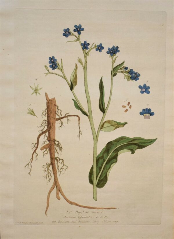 Regnault La Buglose vivace – Common bugloss 1774