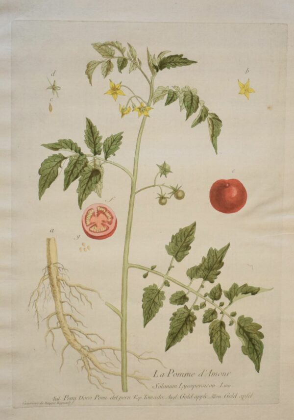 Regnault: Pomme d'Amour – Tomato plant (1774)