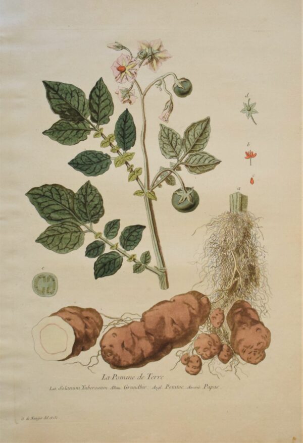 Regnault La Pomme de Terre - Regnault Potato plant 1774