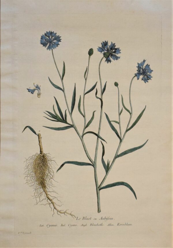 Regnault Le Bluet ou Aubifoin – Cornflower 1774