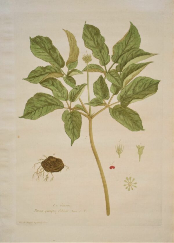 Regnault Le Ginsin – American ginseng 1774