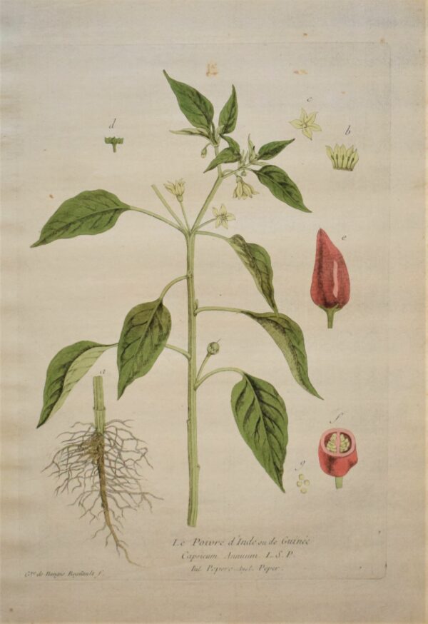 Regnault: Le Poivre d'Inde ou de Guinée – Pepper plant (1774)