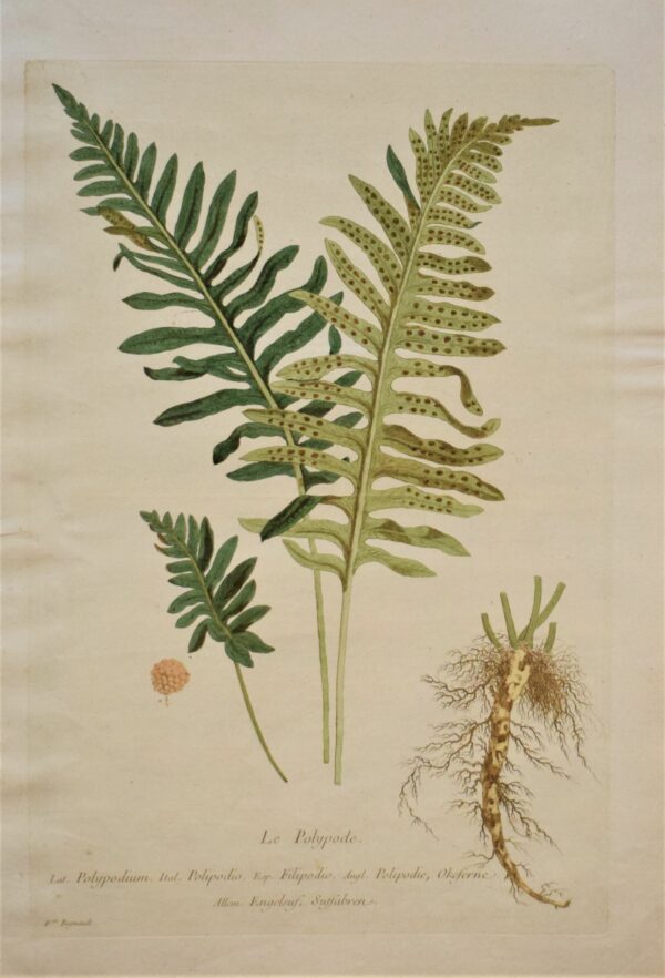 Regnault La Polypode – Polypodium – Rockcap fern (1774)