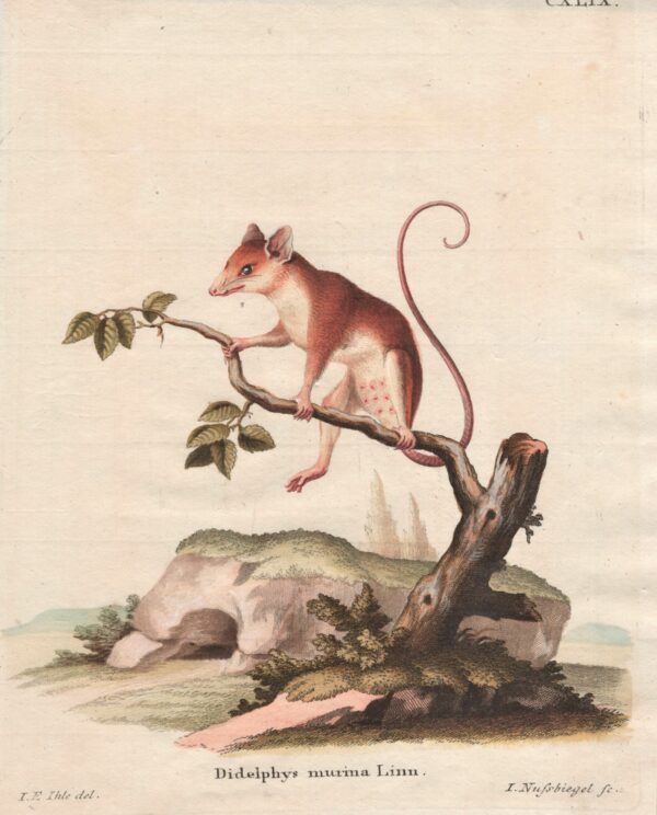 Schreber Didelphys murina Linn. – Linnaeus's mouse opossum 1775