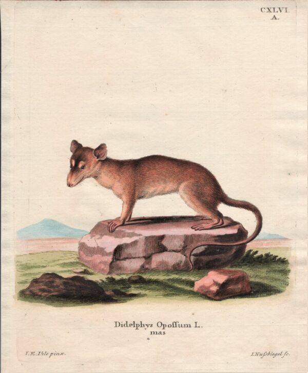 Schreber Didelphys Opossum L. mas 1775