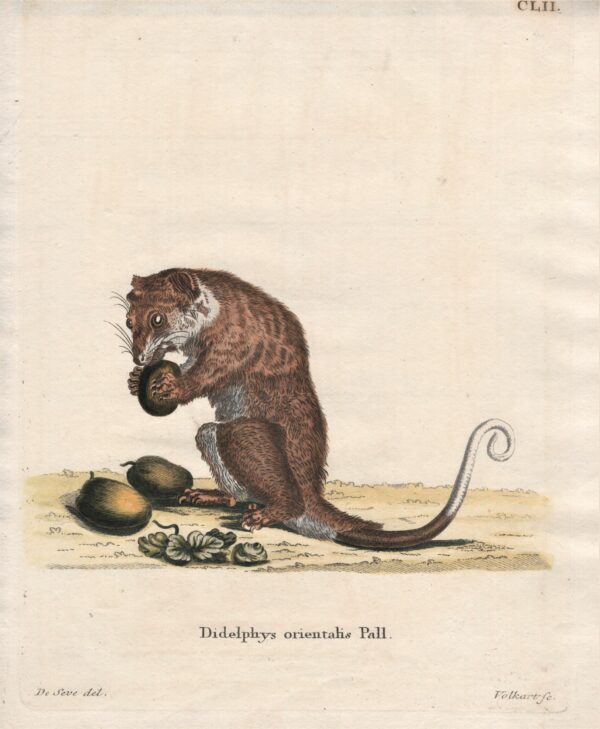 Schreber Didelphys orientalis Pall. 1775