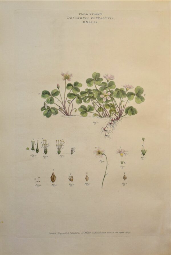 John Miller: Oxalis acetosella – Wood sorrel 1775