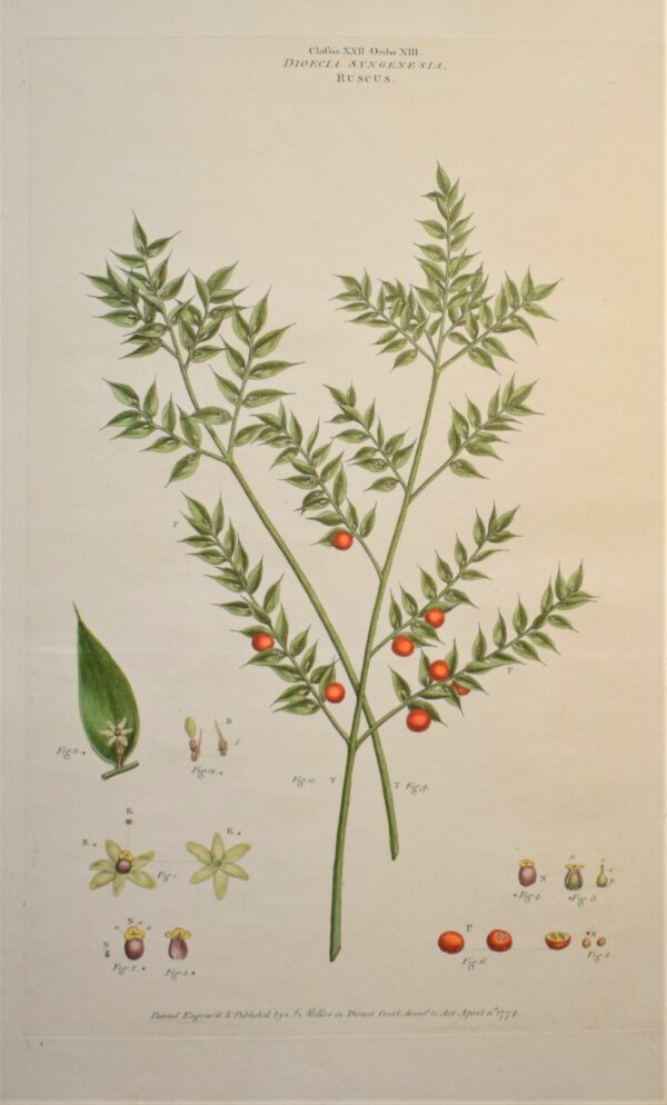 John Miller: Ruscus aculeatus – Butcher's broom 1774