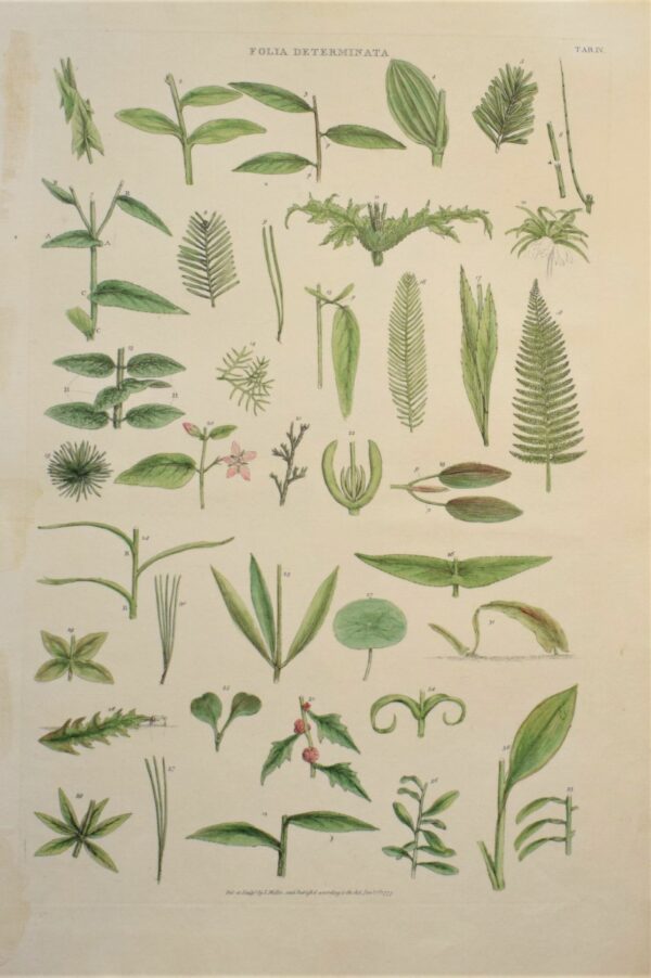 John Miller: Folia Determinata 1777