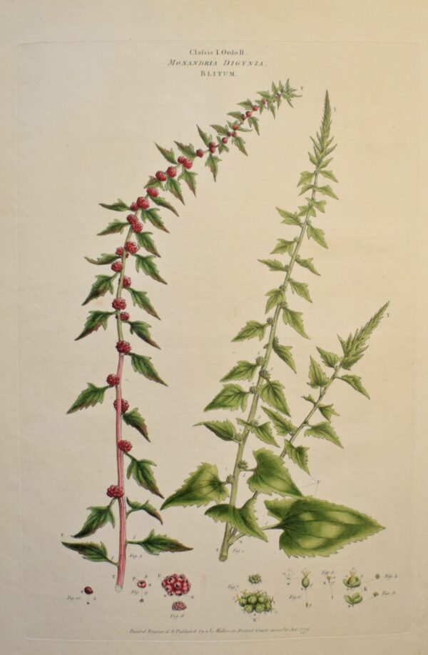 John Miller Blitum Vergatum - Leafy Goosefoot 1771