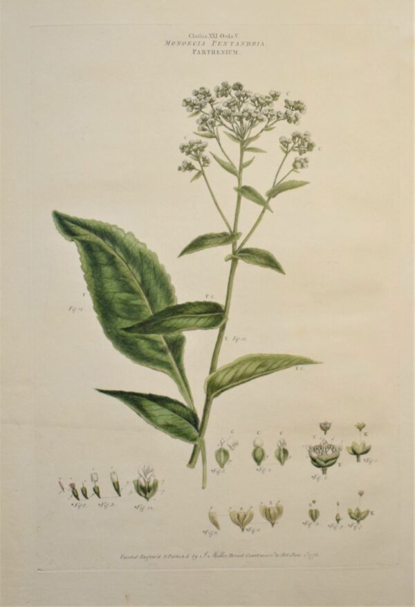 John Miller: Parthenium integrifolium – Wild quinine 1773