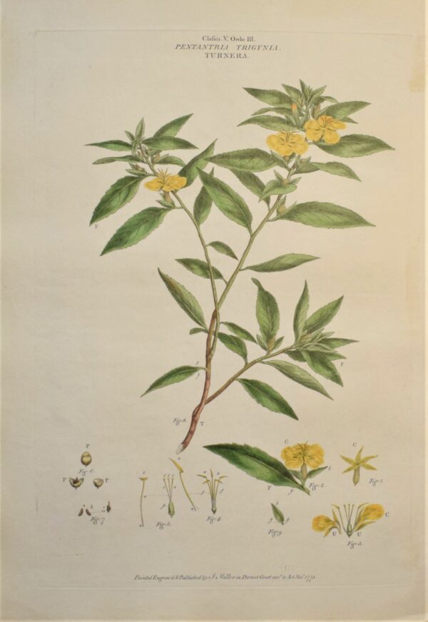 John Miller: Turnera diffusa – Damiana 1773