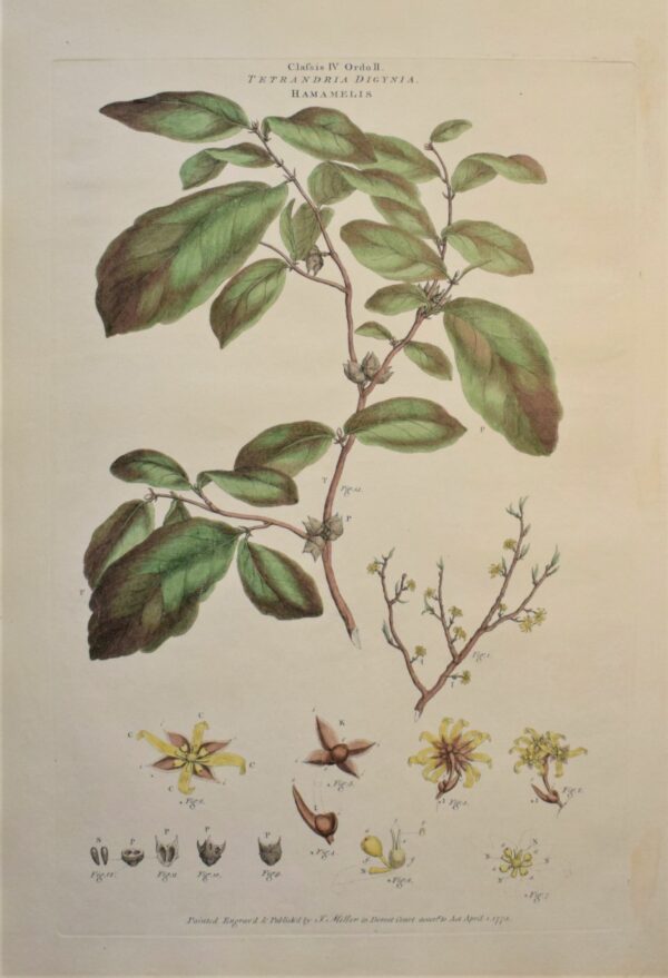 John Miller: Hamamelis virginia – Witch hazel 1775