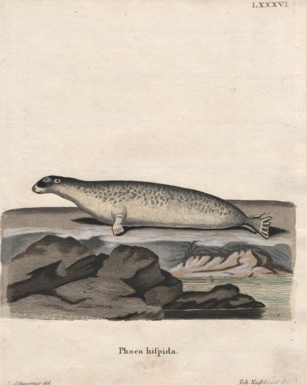 Schreber Phoca hispida – The ringed seal 1775