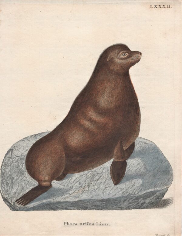 Schreber Phoca Ursina Linn. – The northern fur seal 1775