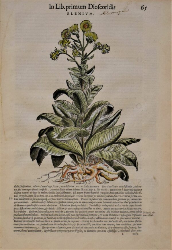 Pietro Andrea Mattioli Elenium – Inula helenium (1565)