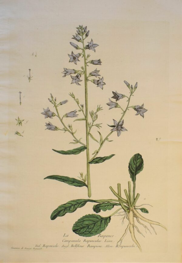 Regnault La Raiponce – Rampion bellflower (1774)