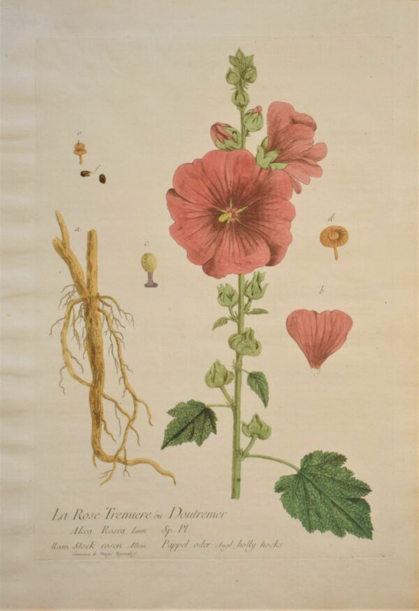 Nicolas Francois Regnault La Rose Tremiere ou Doutremer - Common hollyhock 1774