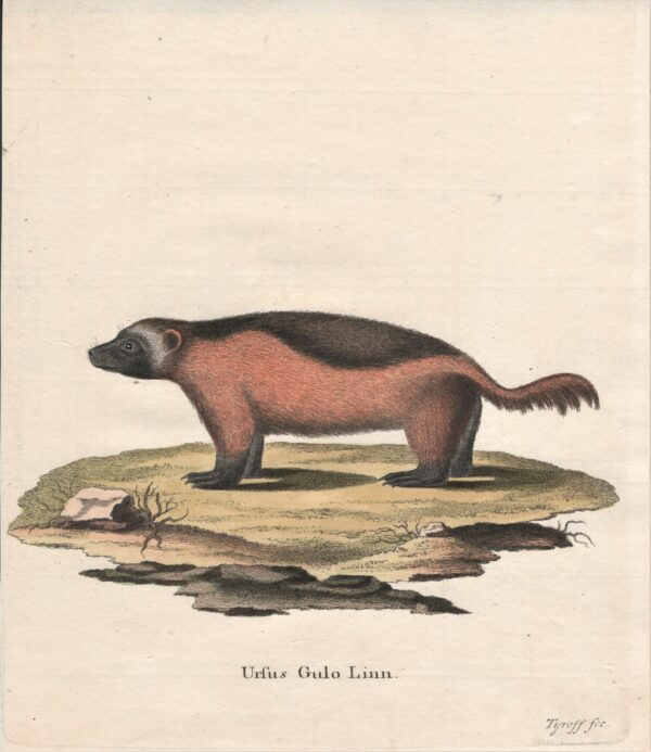 Schreber Phoca Ursina Linn. – The northern fur seal 1775